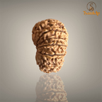 14 MUKHI RUDRAKSHA (MEDIUM)- NEPALI BEAD