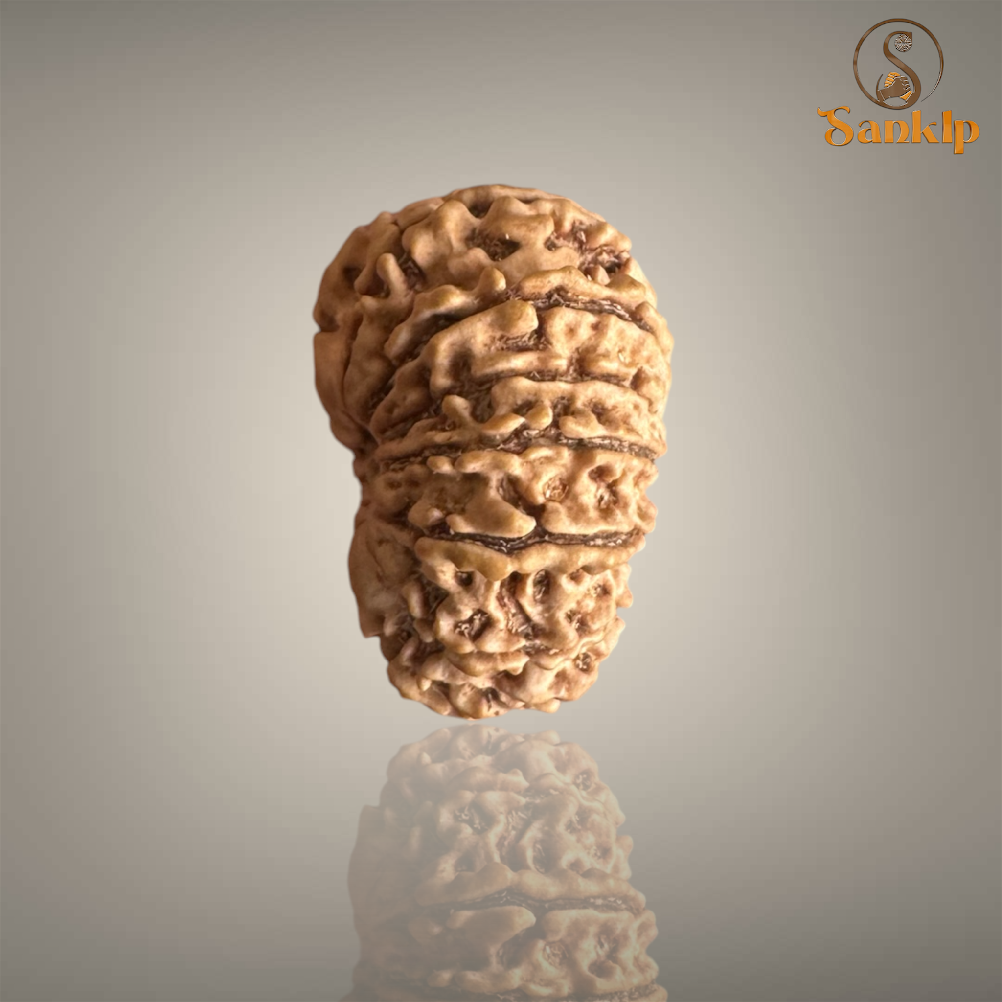 14 MUKHI RUDRAKSHA (MEDIUM)- NEPALI BEAD