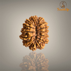 14 MUKHI RUDRAKSHA (BIG)- NEPALI BEAD