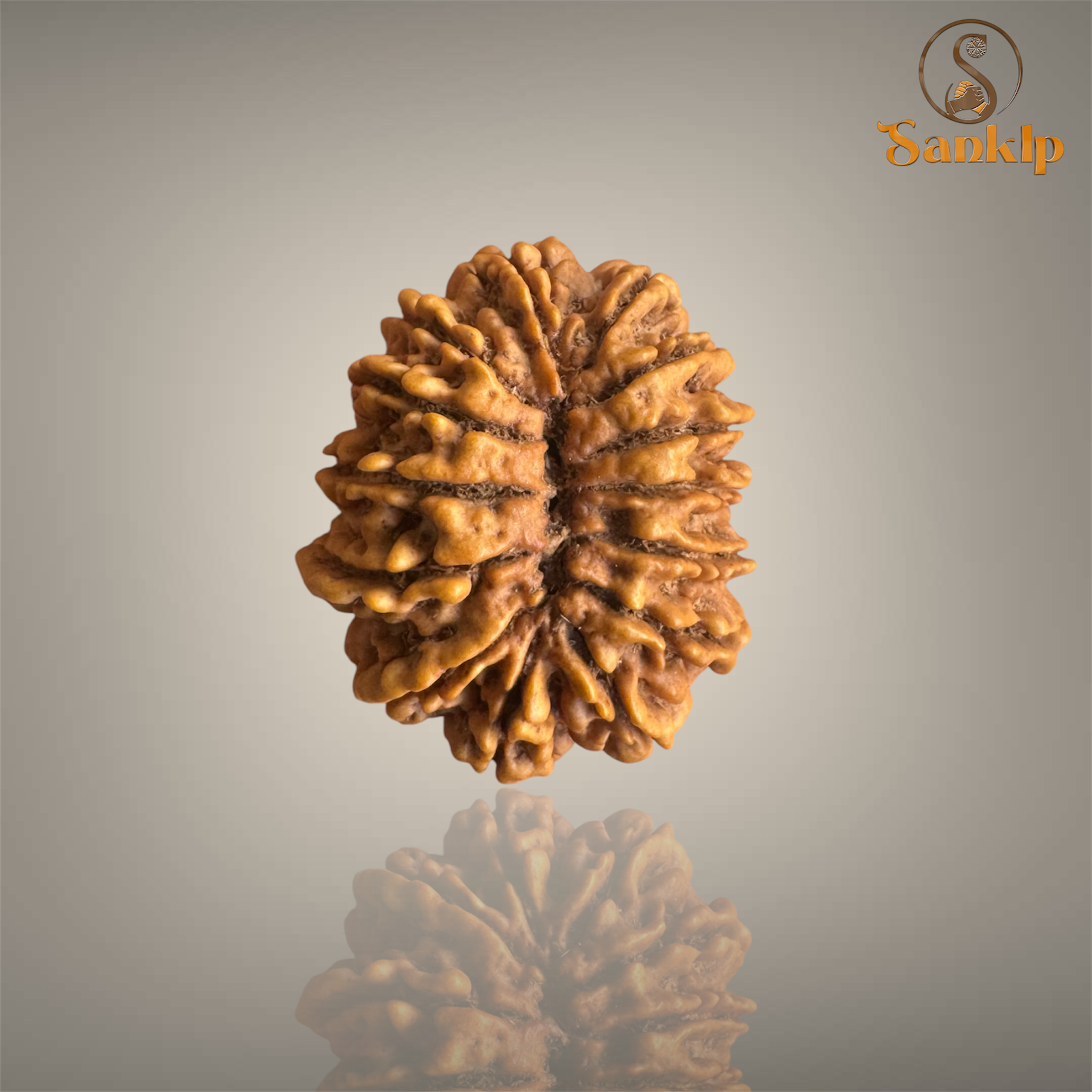 14 MUKHI RUDRAKSHA (BIG)- NEPALI BEAD