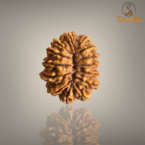14 Mukhi Nepali Rudraksha with authentic natural beads, premium sacred Rudraksha associated with intuition, courage, spiritual growth, and inner strength