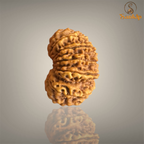 14 MUKHI RUDRAKSHA (BIG)- NEPALI BEAD
