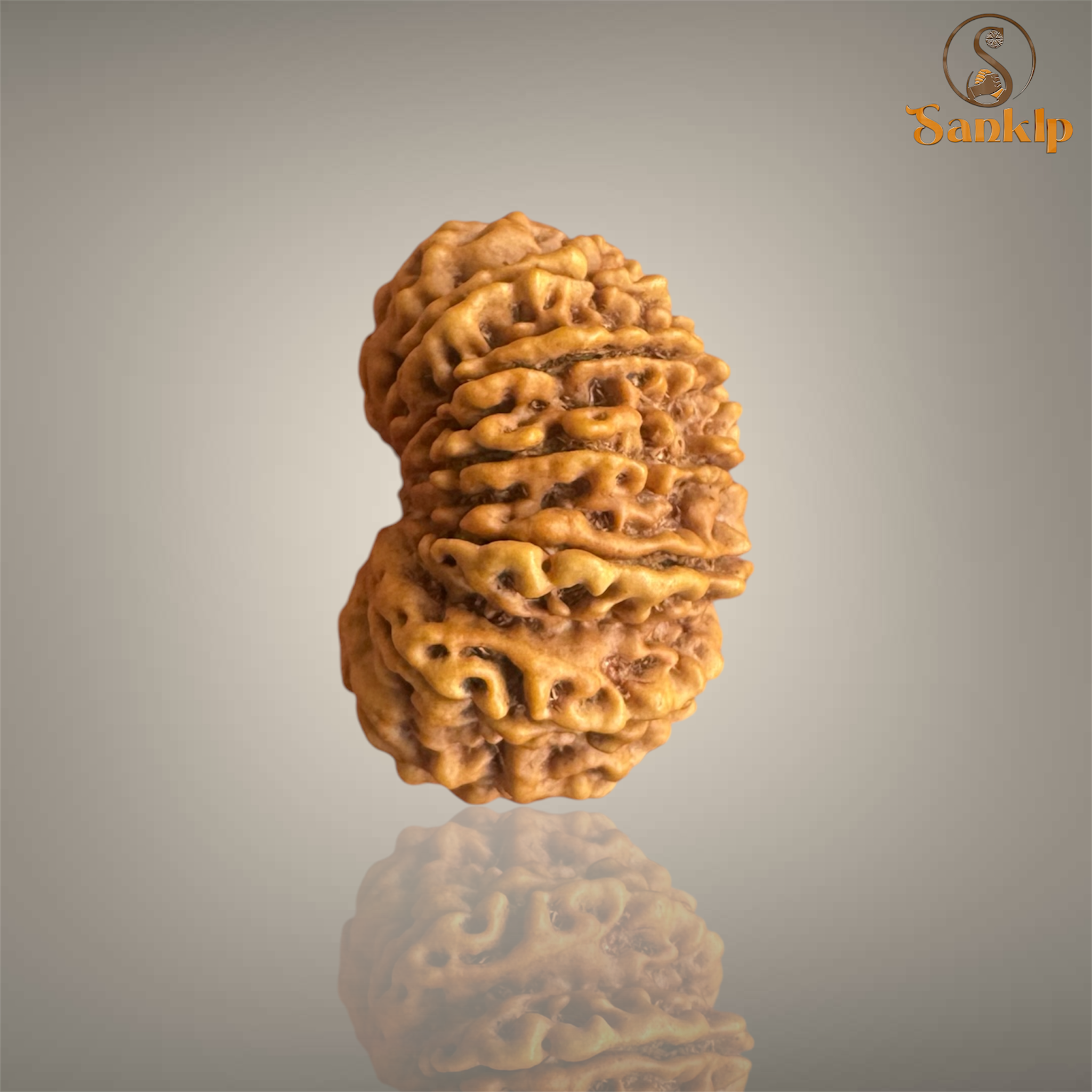 14 MUKHI RUDRAKSHA (BIG)- NEPALI BEAD