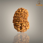 14 MUKHI RUDRAKSHA (BIG)- NEPALI BEAD