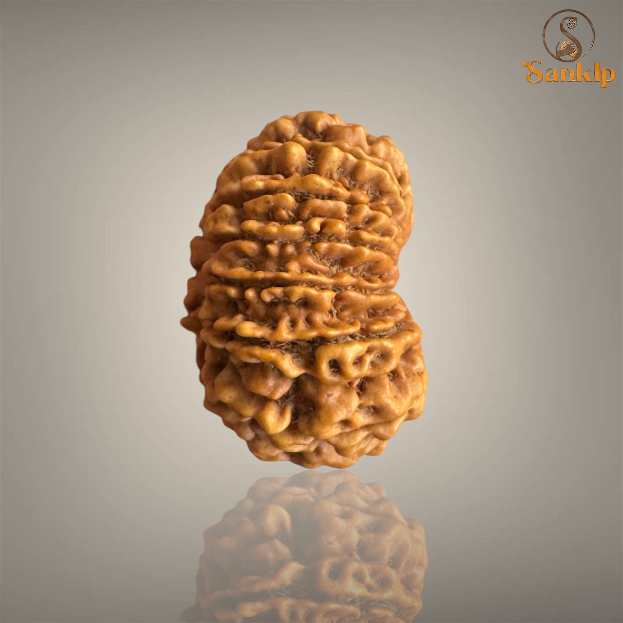 14 MUKHI RUDRAKSHA (BIG)- NEPALI BEAD