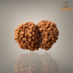 GAURI SHANKAR RUDRAKSHA (SMALL)- NEPALI BEAD