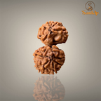 GAURI SHANKAR RUDRAKSHA (SMALL)- NEPALI BEAD