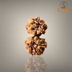 GAURI SHANKAR RUDRAKSHA (MEDIUM)- NEPALI BEAD