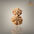 GAURI SHANKAR RUDRAKSHA (BIG)- NEPALI BEAD