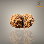 GAURI SHANKAR RUDRAKSHA (BIG)- NEPALI BEAD