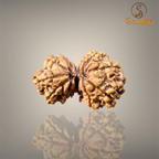 GAURI SHANKAR RUDRAKSHA (BIG)- NEPALI BEAD