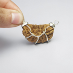 1 MUKHI RUDRAKSHA (BIG) - INDIAN BEAD