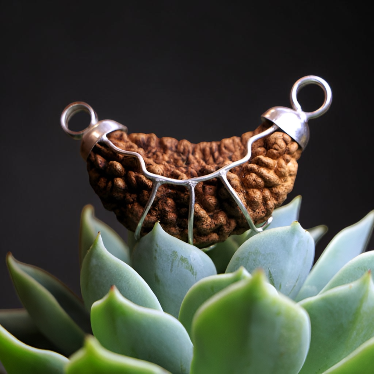 1 MUKHI RUDRAKSHA (BIG) - INDIAN BEAD