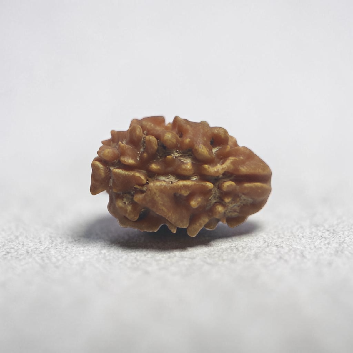2 MUKHI RUDRAKSHA (SMALL - NEPALI  BEAD)