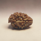 2 MUKHI RUDRAKSHA (SMALL - NEPALI  BEAD)