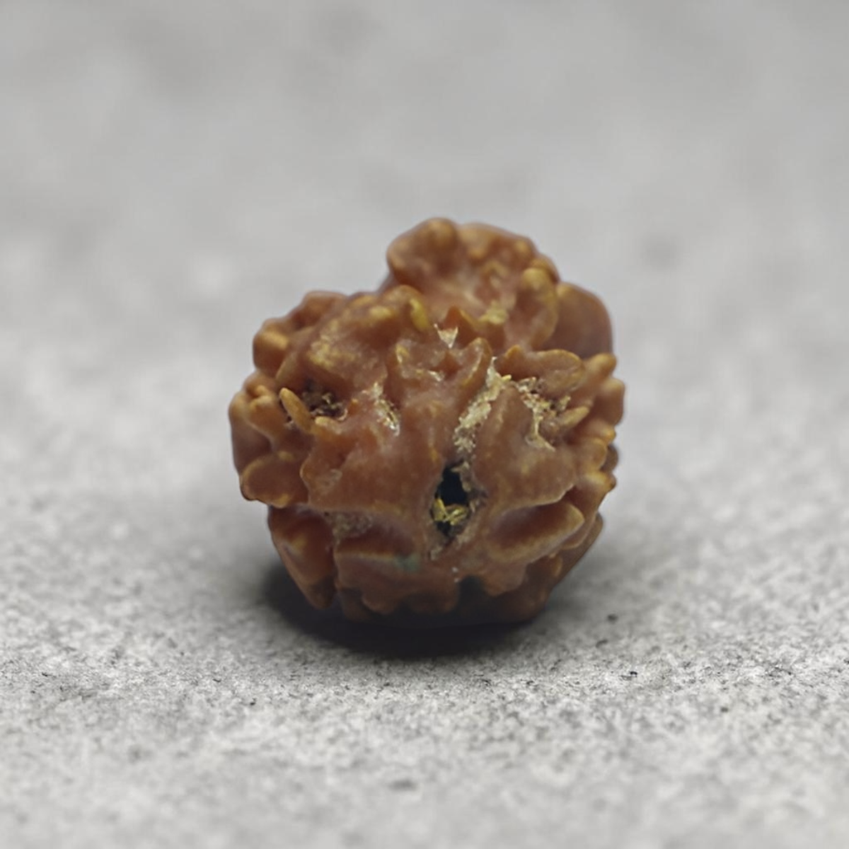 2 MUKHI RUDRAKSHA (SMALL - NEPALI  BEAD)