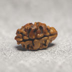 2 MUKHI RUDRAKSHA (MEDIUM) - NEPALI BEAD
