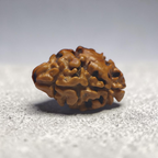 2 MUKHI RUDRAKSHA (MEDIUM) - NEPALI BEAD