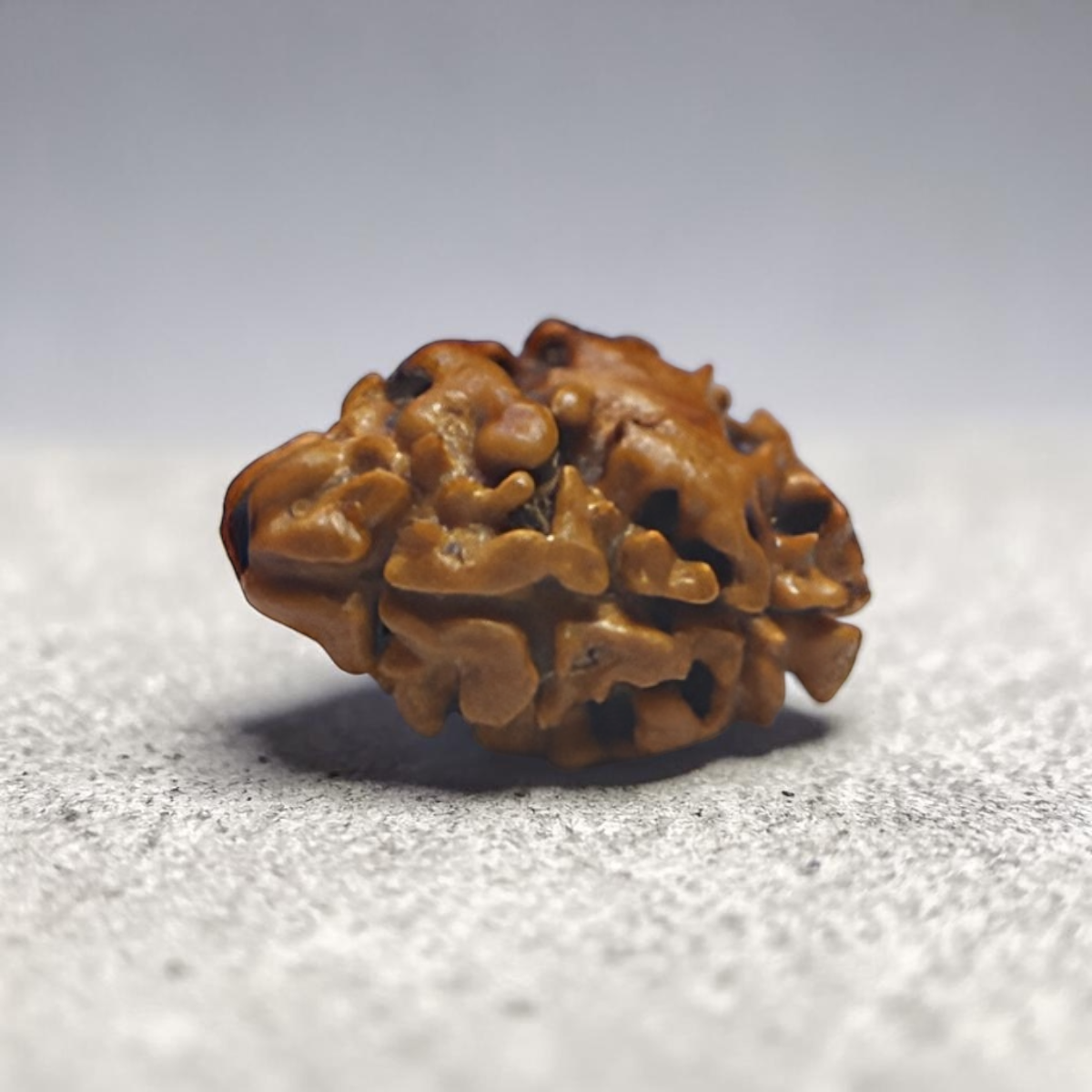 2 MUKHI RUDRAKSHA (MEDIUM) - NEPALI BEAD