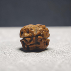 2 MUKHI RUDRAKSHA (MEDIUM) - NEPALI BEAD