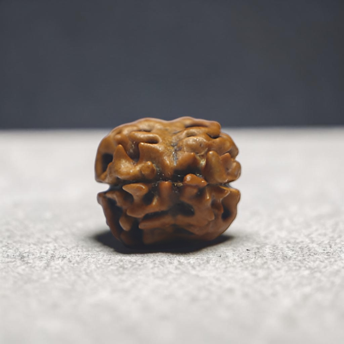 2 MUKHI RUDRAKSHA (MEDIUM) - NEPALI BEAD