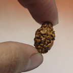 2 MUKHI RUDRAKSHA (MEDIUM) - NEPALI BEAD