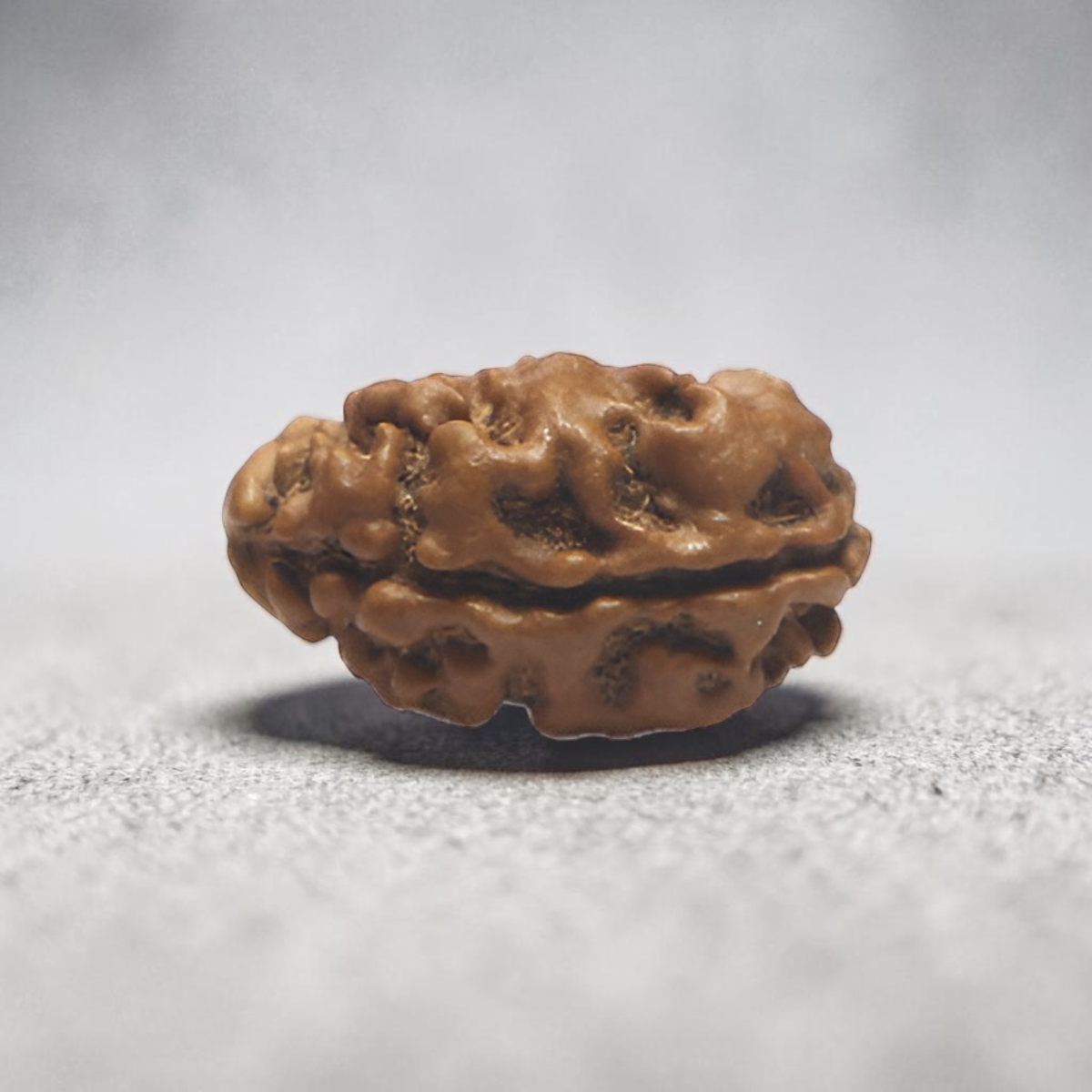 2 MUKHI RUDRAKSHA (BIG) - NEPALI BEAD