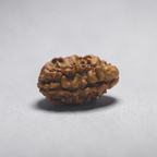 2 MUKHI RUDRAKSHA (BIG) - NEPALI BEAD