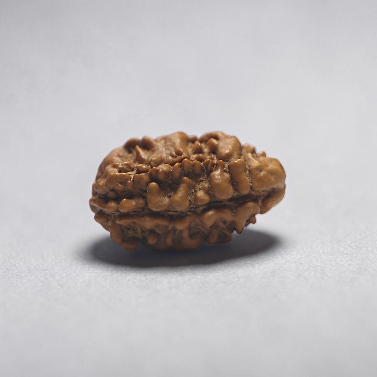 2 MUKHI RUDRAKSHA (BIG) - NEPALI BEAD