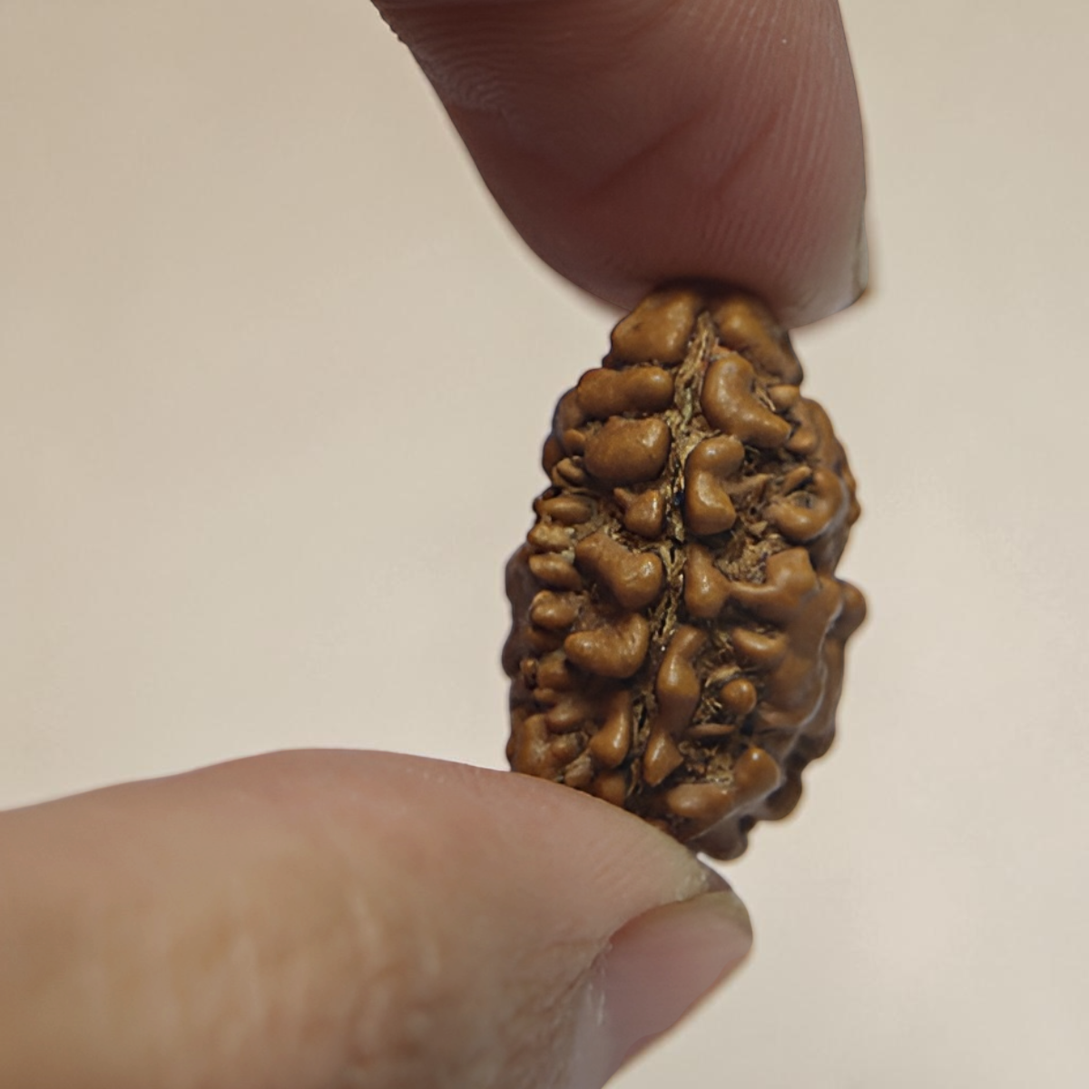 2 MUKHI RUDRAKSHA (BIG) - NEPALI BEAD
