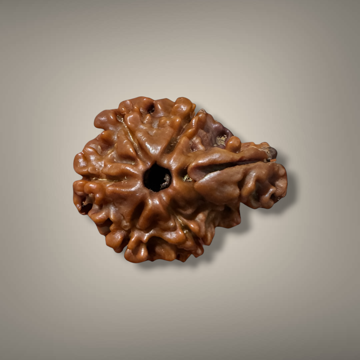 "Authentic Nepali 1 Mukhi Sawar Rudraksha with a unique natural formation and detailed sacred appearance."