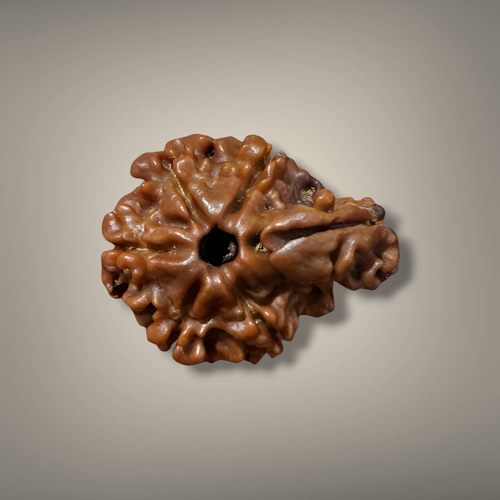 "Authentic Nepali 1 Mukhi Sawar Rudraksha with a unique natural formation and detailed sacred appearance."
