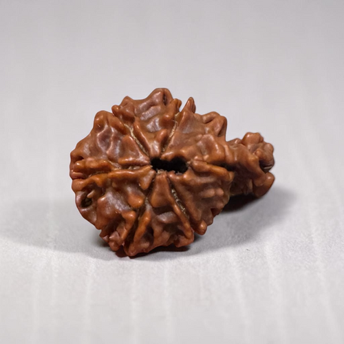 "Authentic Nepali 1 Mukhi Sawar Rudraksha with a unique natural formation and detailed sacred appearance."