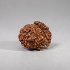 "Authentic Nepali 1 Mukhi Sawar Rudraksha with a unique natural formation and detailed sacred appearance."