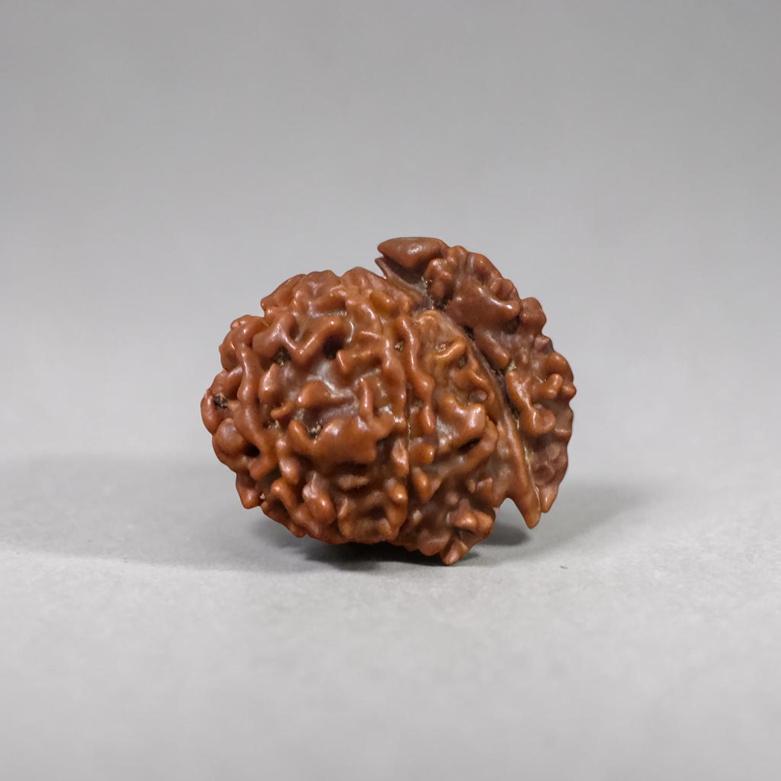 "Authentic Nepali 1 Mukhi Sawar Rudraksha with a unique natural formation and detailed sacred appearance."