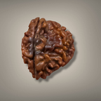 "Authentic Nepali 1 Mukhi Sawar Rudraksha with a unique natural formation and detailed sacred appearance."