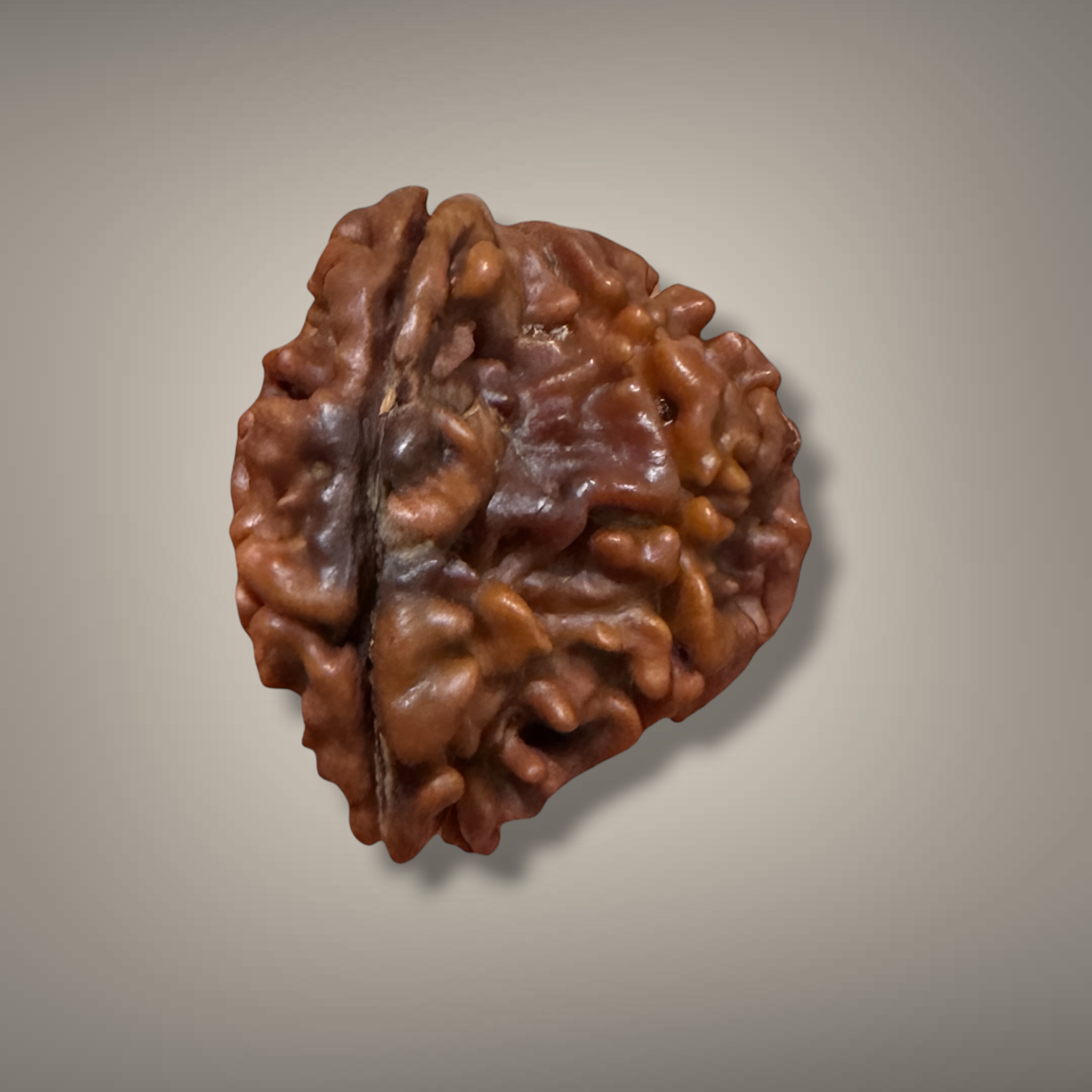 "Authentic Nepali 1 Mukhi Sawar Rudraksha with a unique natural formation and detailed sacred appearance."