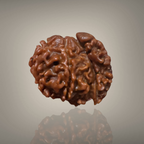 "Authentic Nepali 1 Mukhi Sawar Rudraksha with a unique natural formation and detailed sacred appearance."