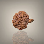 "Authentic Nepali Ganesh Rudraksha with a natural trunk-like formation symbolizing Lord Ganesha, known for positivity and spiritual significance."