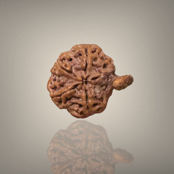"Authentic Nepali Ganesh Rudraksha with a natural trunk-like formation symbolizing Lord Ganesha, known for positivity and spiritual significance."