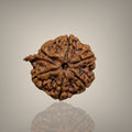 "Authentic Nepali Ganesh Rudraksha with a natural trunk-like formation symbolizing Lord Ganesha, known for positivity and spiritual significance."