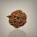 "Authentic Nepali Ganesh Rudraksha with a natural trunk-like formation symbolizing Lord Ganesha, known for positivity and spiritual significance."