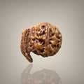"Authentic Nepali Ganesh Rudraksha with a natural trunk-like formation symbolizing Lord Ganesha, known for positivity and spiritual significance."