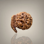 "Authentic Nepali Ganesh Rudraksha with a natural trunk-like formation symbolizing Lord Ganesha, known for positivity and spiritual significance."