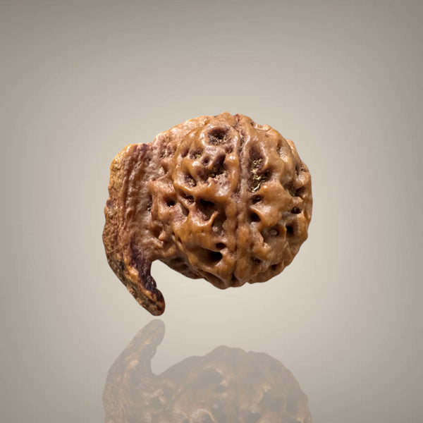"Authentic Nepali Ganesh Rudraksha with a natural trunk-like formation symbolizing Lord Ganesha, known for positivity and spiritual significance."