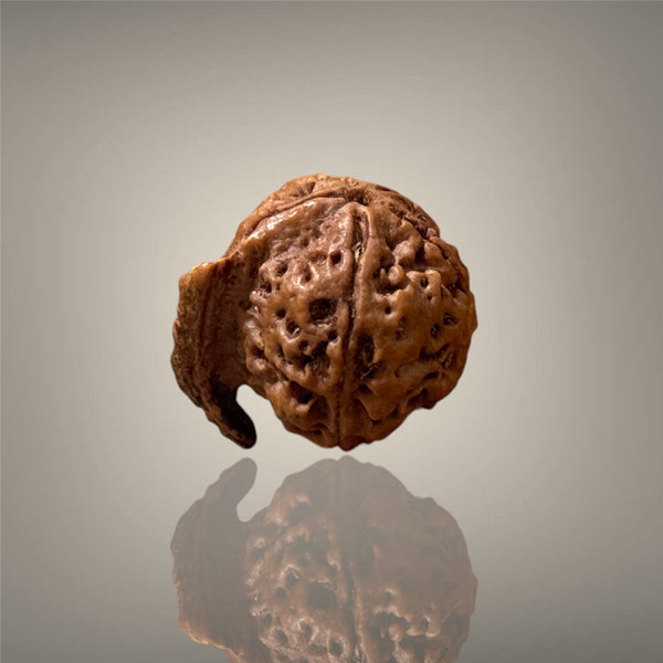 "Authentic Nepali Ganesh Rudraksha with a natural trunk-like formation symbolizing Lord Ganesha, known for positivity and spiritual significance."