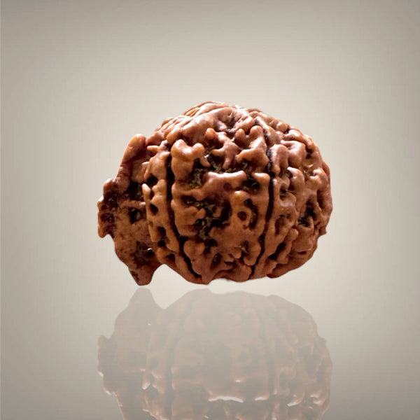 "Authentic Nepali Ganesh Rudraksha with a natural trunk-like formation symbolizing Lord Ganesha, known for positivity and spiritual significance."