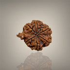 "Authentic Nepali Ganesh Rudraksha with a natural trunk-like formation symbolizing Lord Ganesha, known for positivity and spiritual significance."