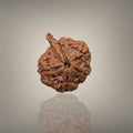 "Authentic Nepali Ganesh Rudraksha with a natural trunk-like formation symbolizing Lord Ganesha, known for positivity and spiritual significance."