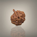 "Authentic Nepali Ganesh Rudraksha with a natural trunk-like formation symbolizing Lord Ganesha, known for positivity and spiritual significance."